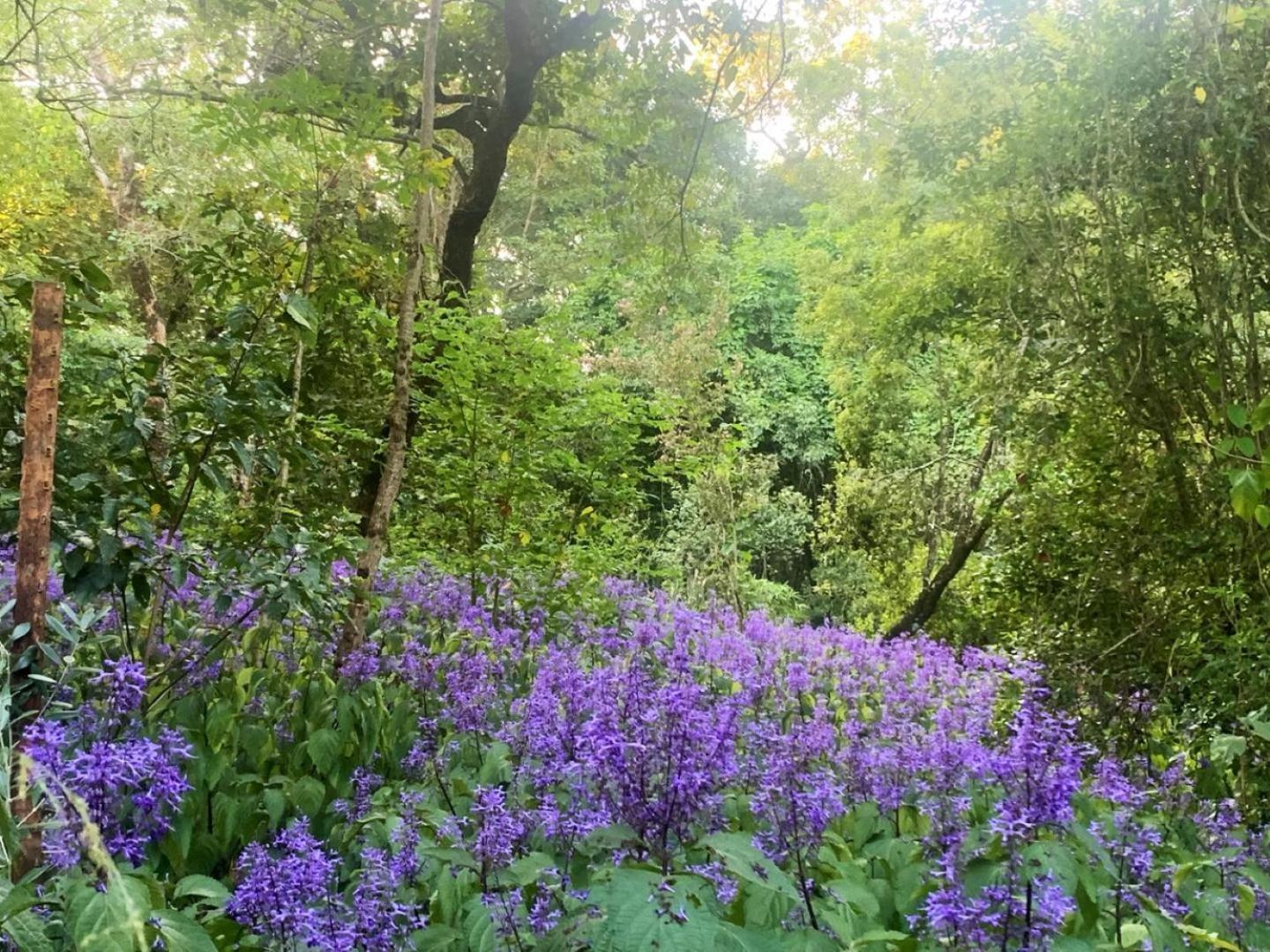 Waterbessiebos Cottage ซานีน ภายนอก รูปภาพ